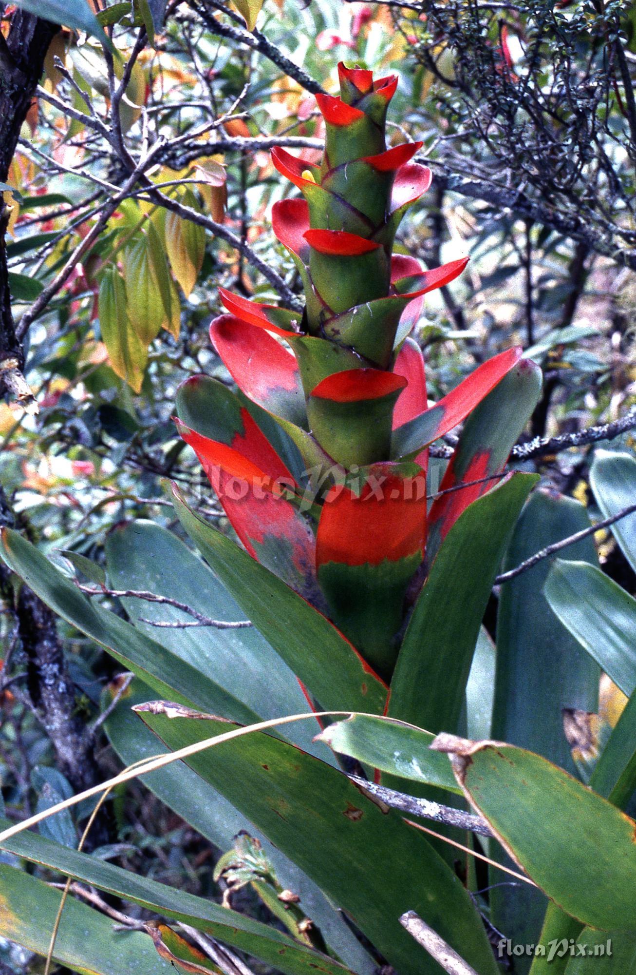 Guzmania gloriosa