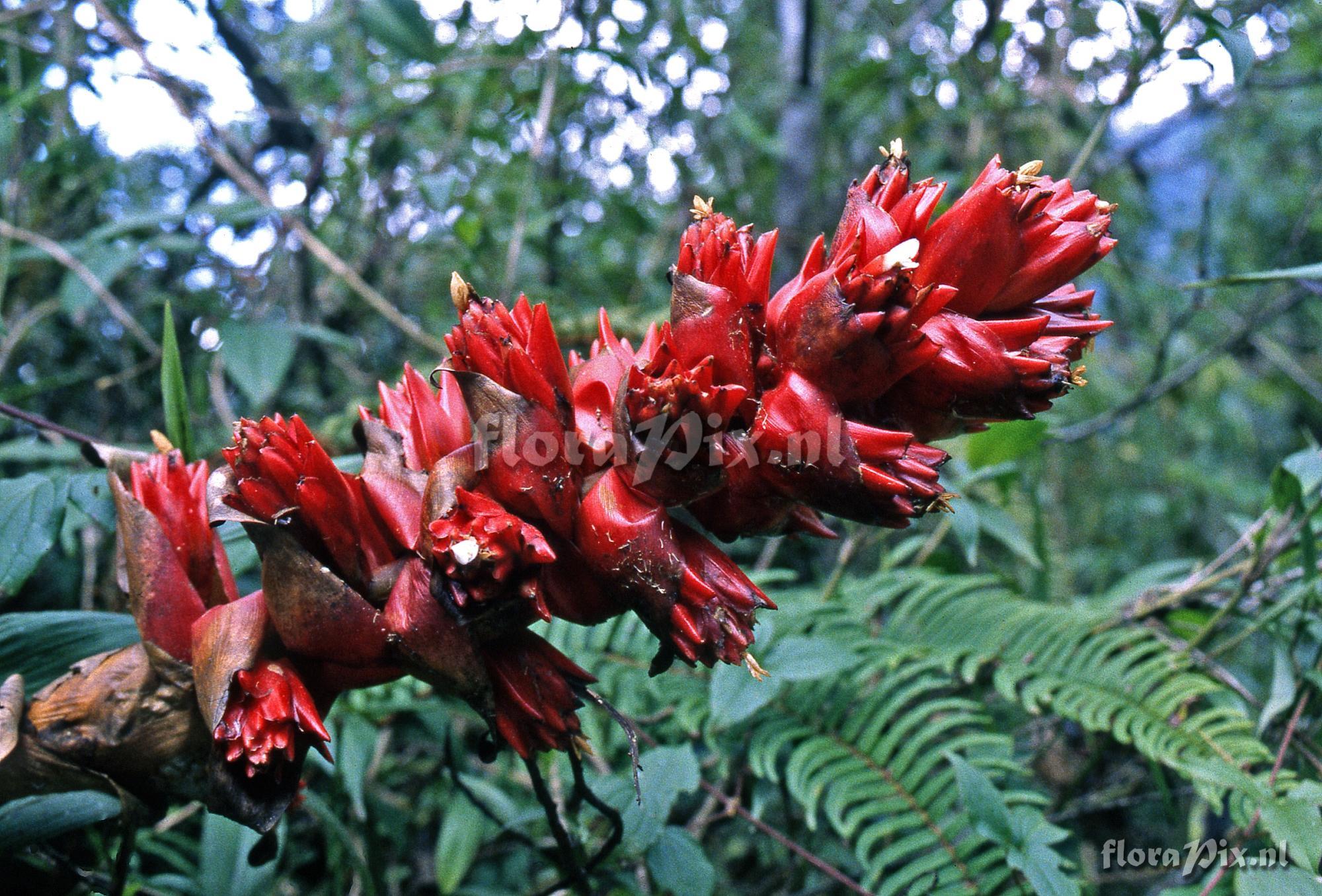 Guzmania danielii