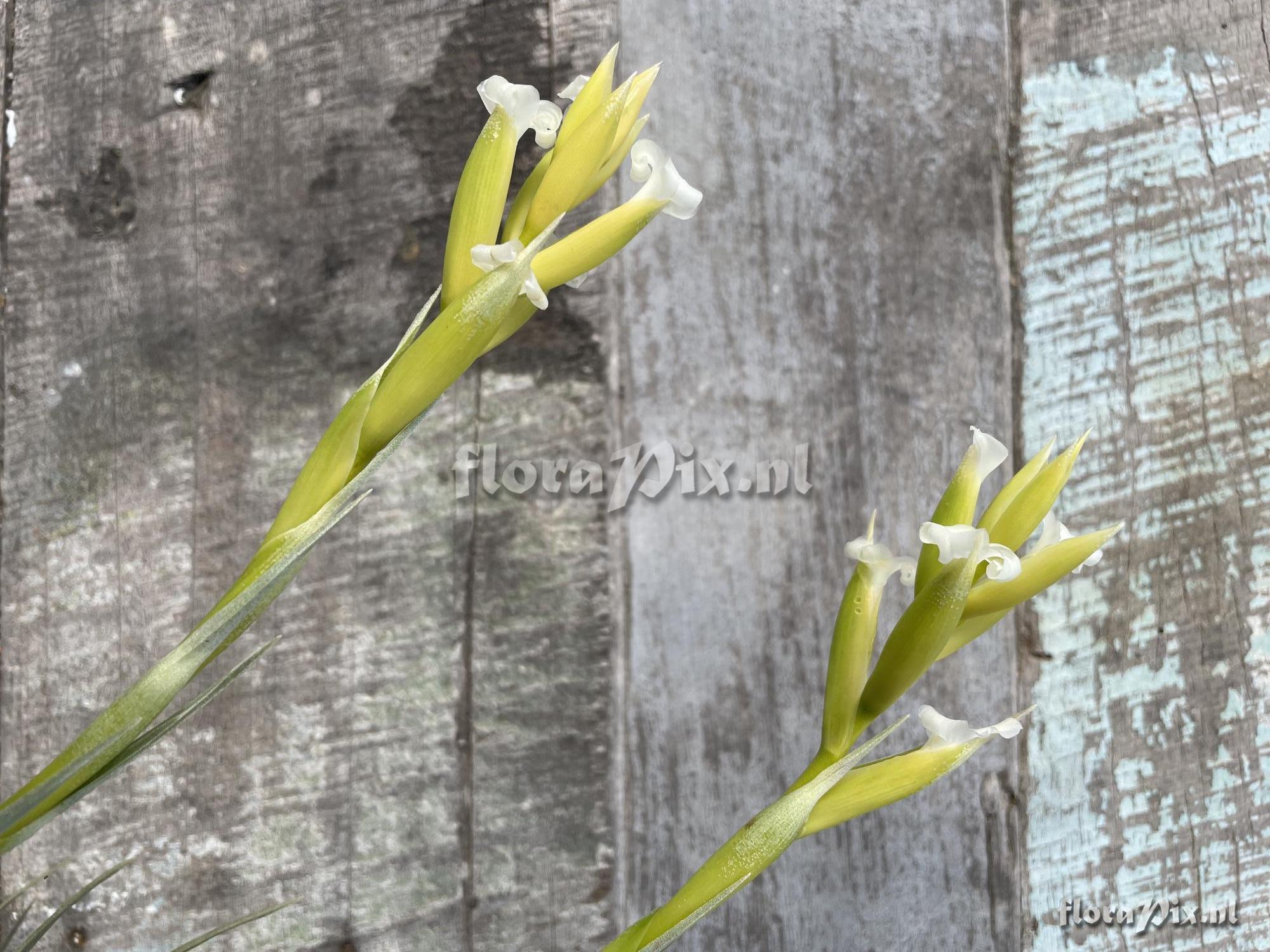 Tillandsia nuptialis