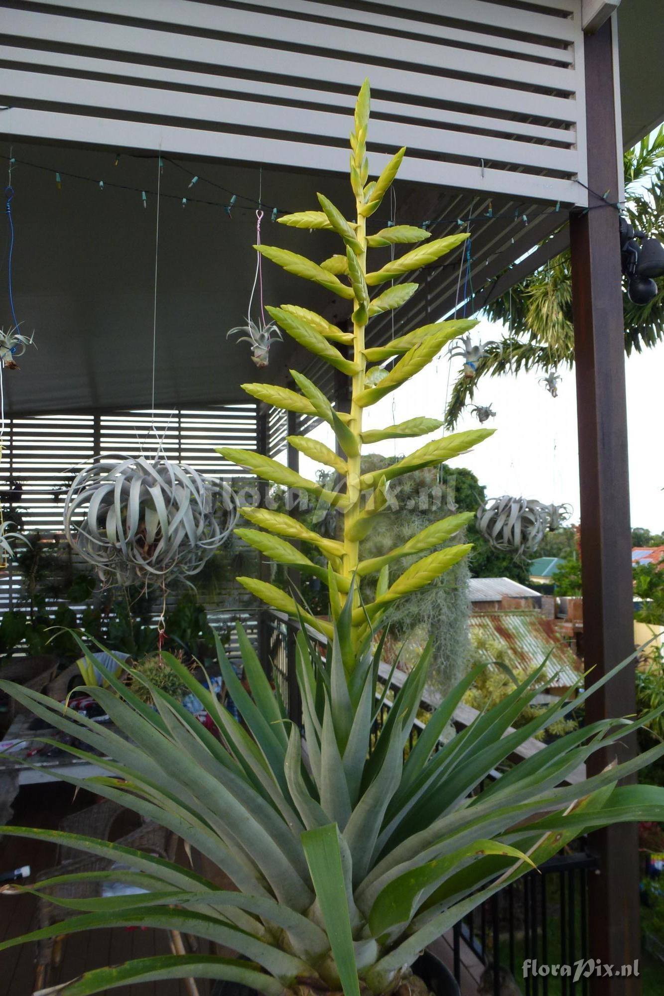 Tillandsia oerstediana