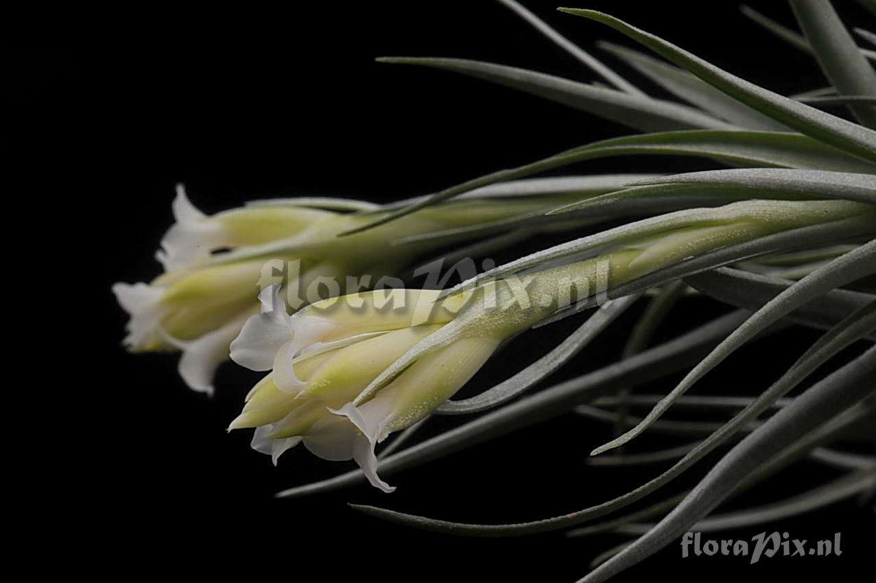 Tillandsia aeranthos var. alba