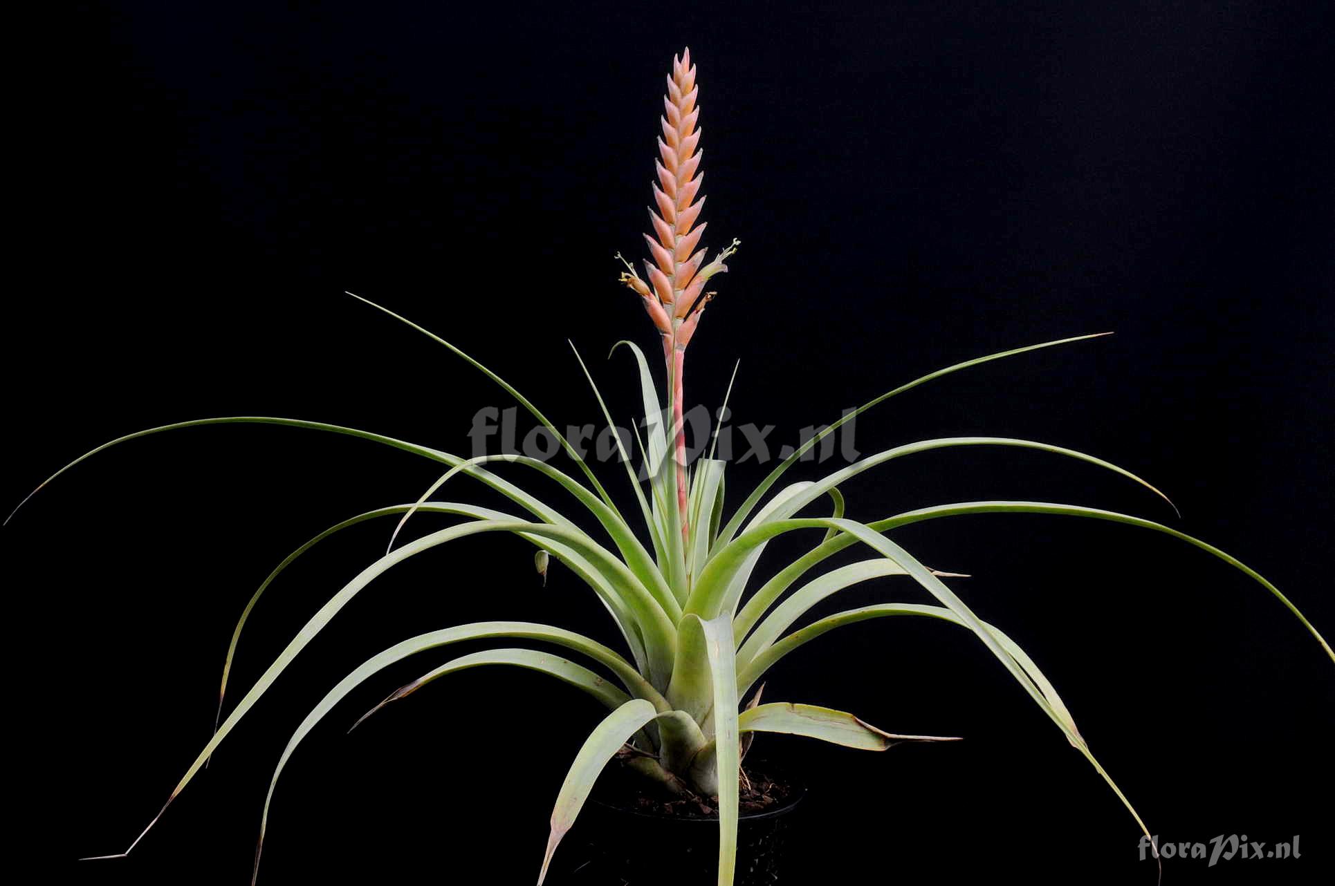 Tillandsia barclayana