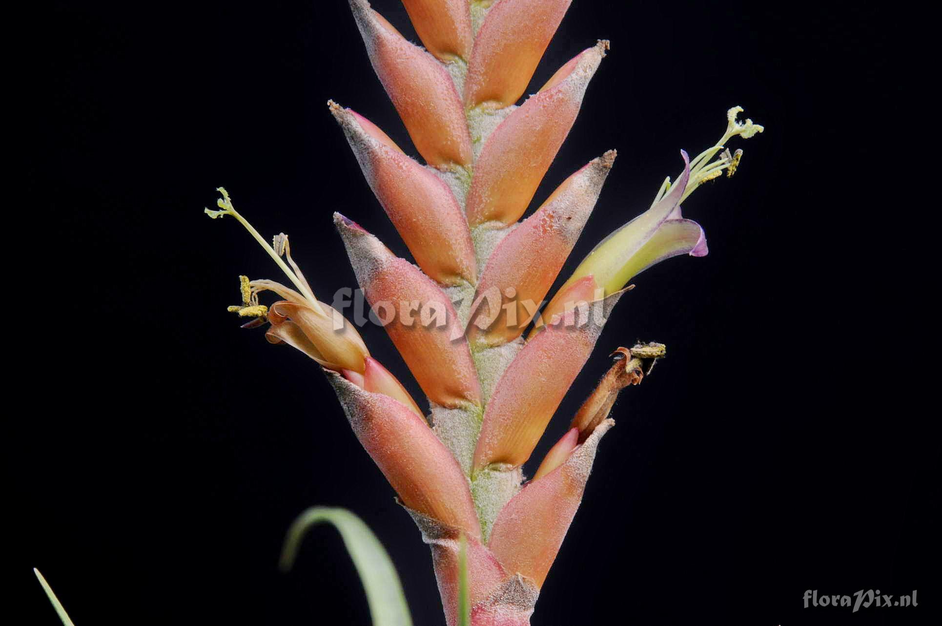 Tillandsia barclayana