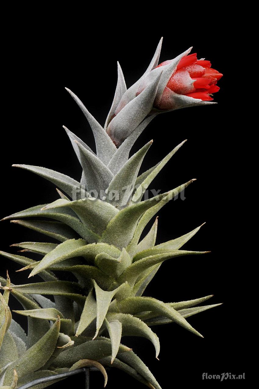 Tillandsia edithae var. araucariifolia