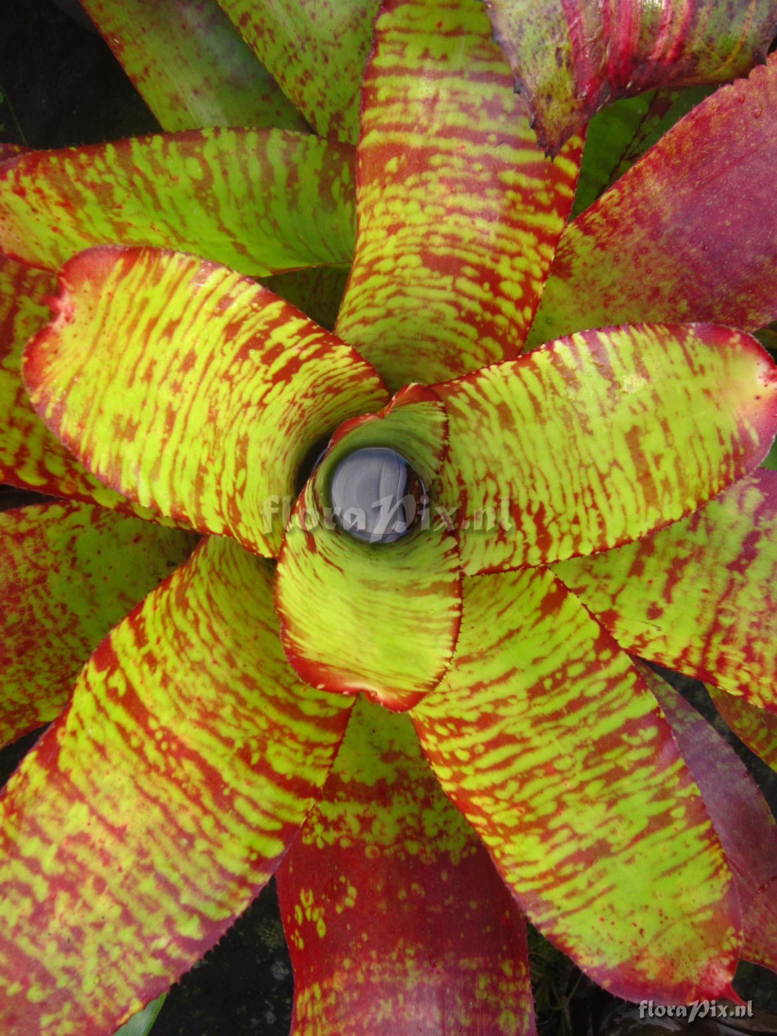 Neoregelia rubrovittata