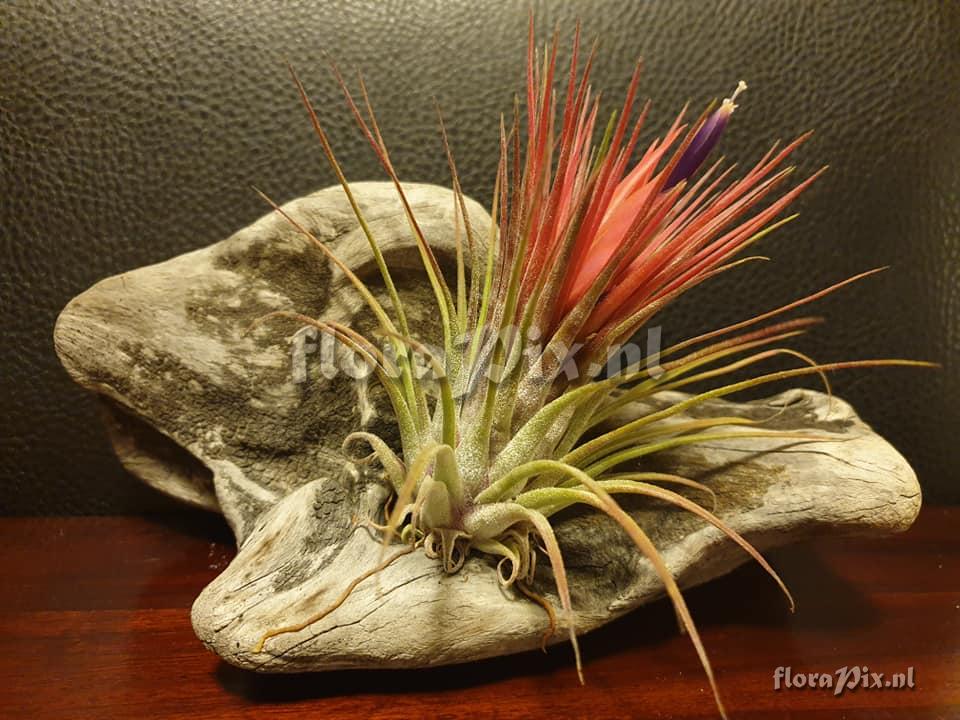 Tillandsia delicata