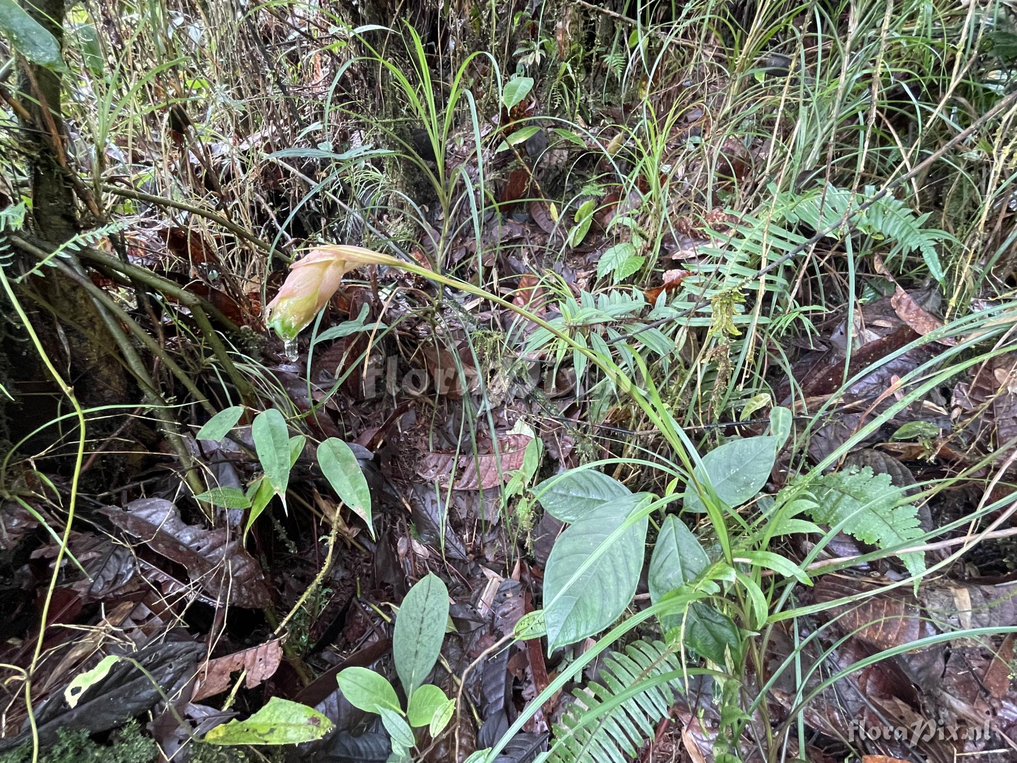 Guzmania sneidernii