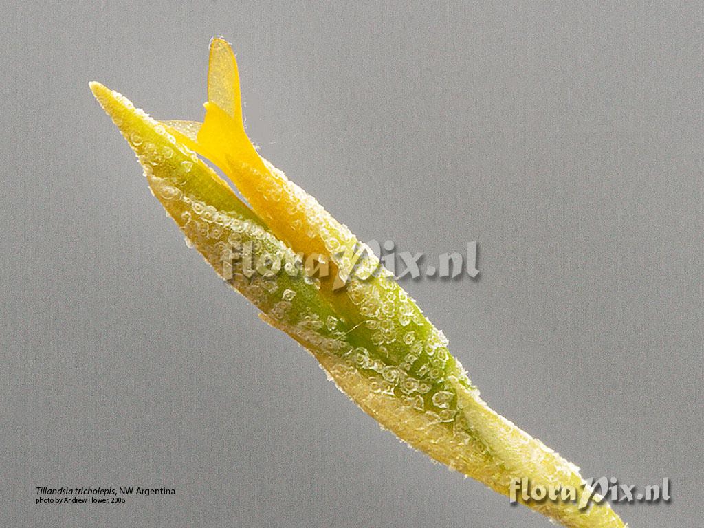 Tillandsia tricholepis