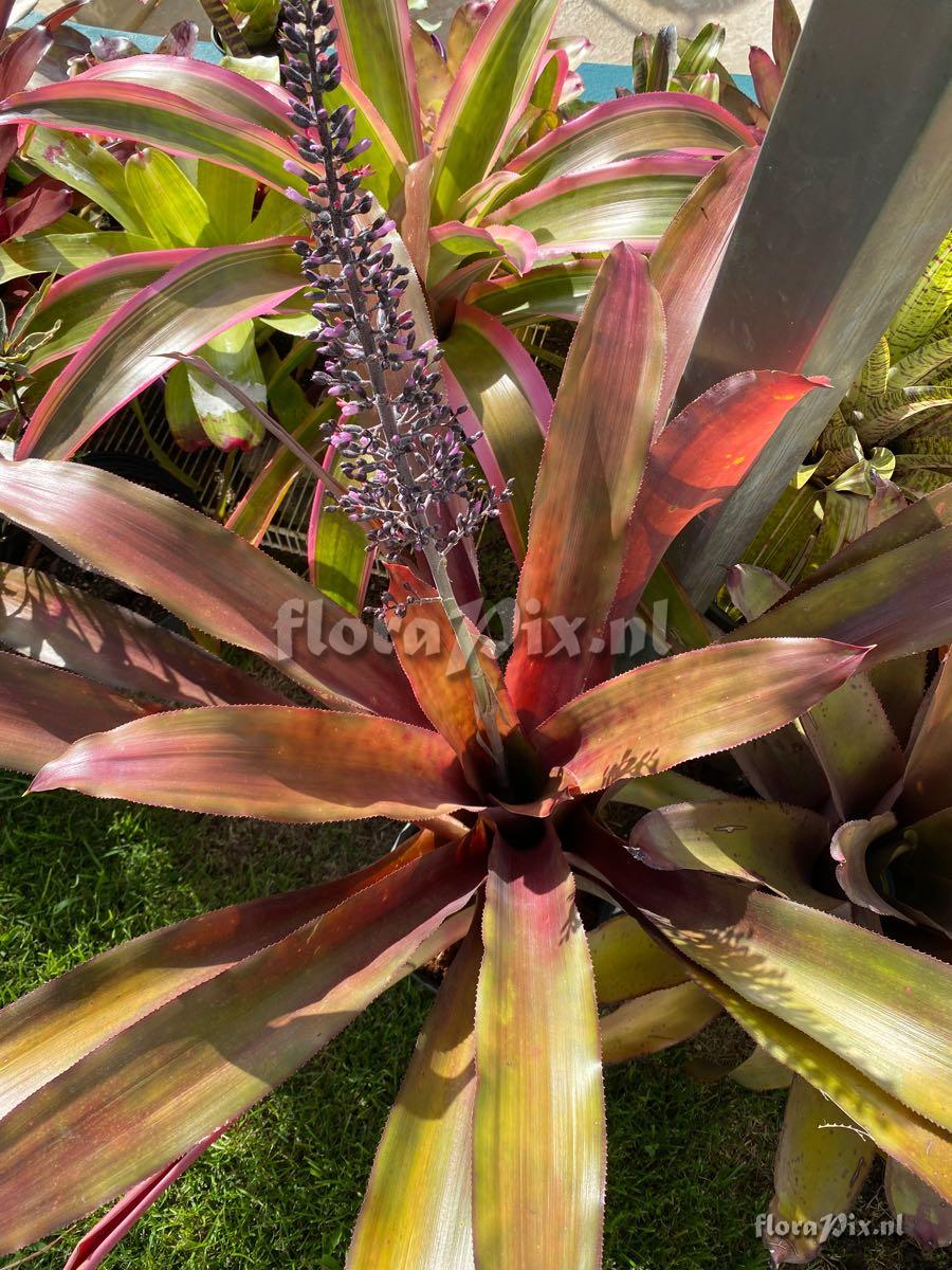 Aechmea lueddemanniana