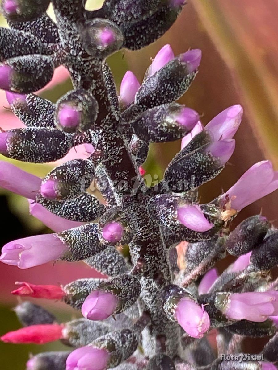 Aechmea lueddemanniana