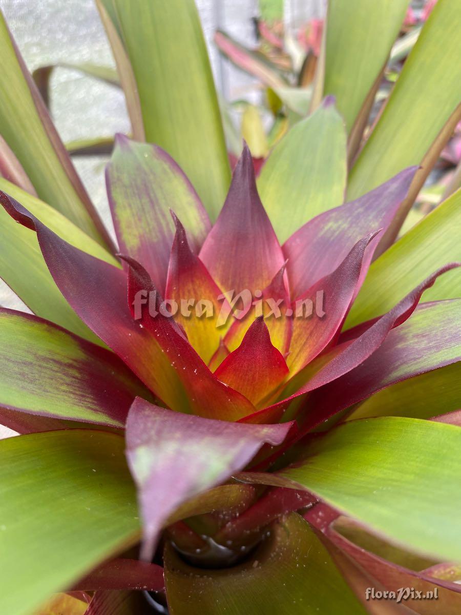 Guzmania 