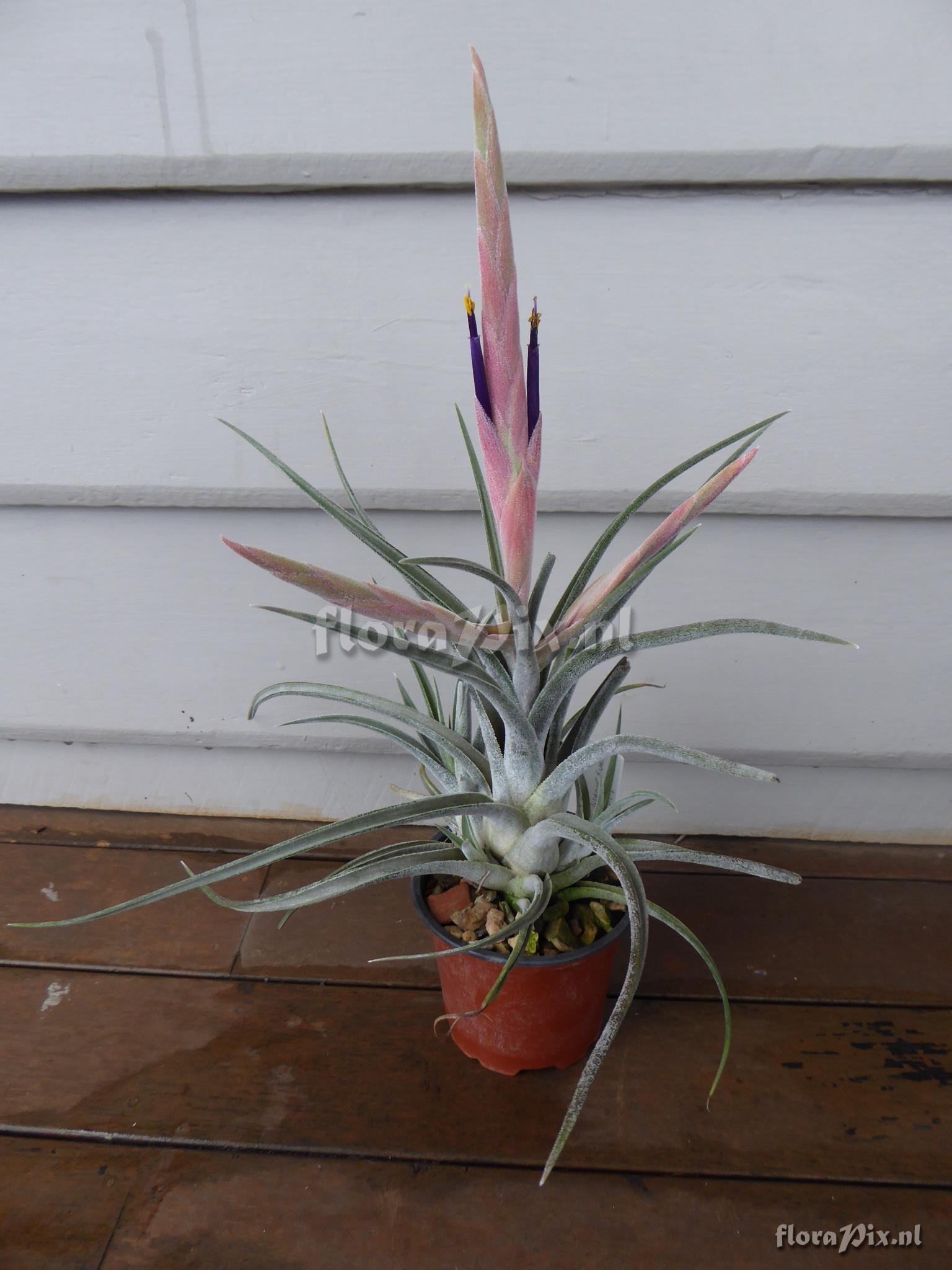 Tillandsia klausii