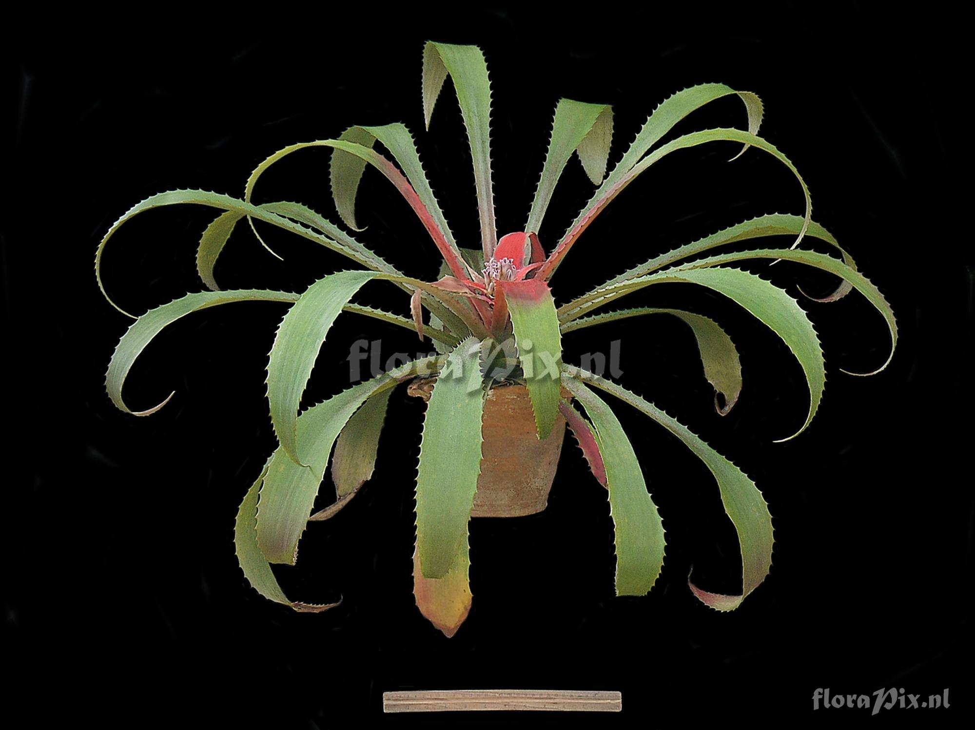 Bromelia agavifolia