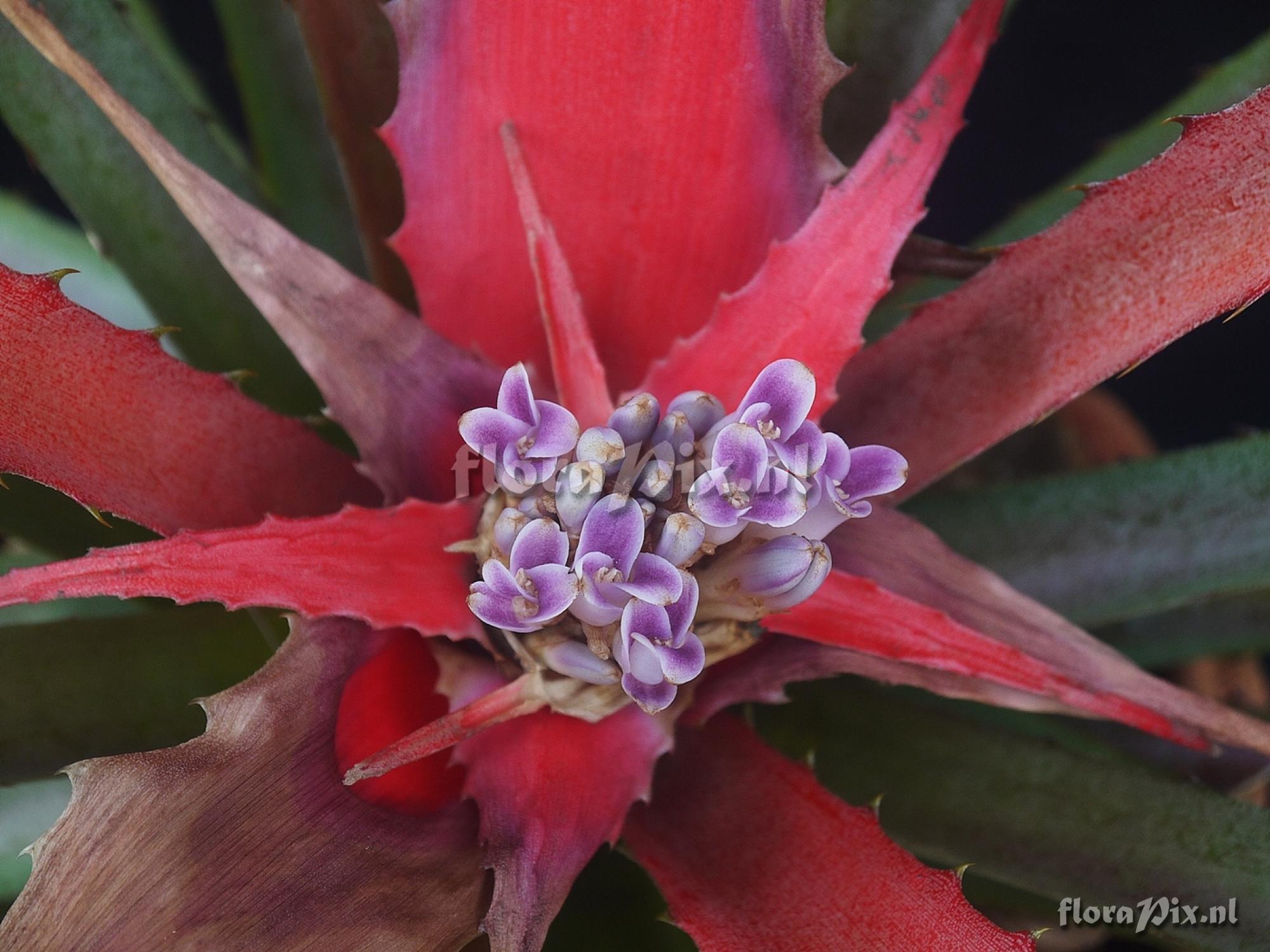 Bromelia agavifolia