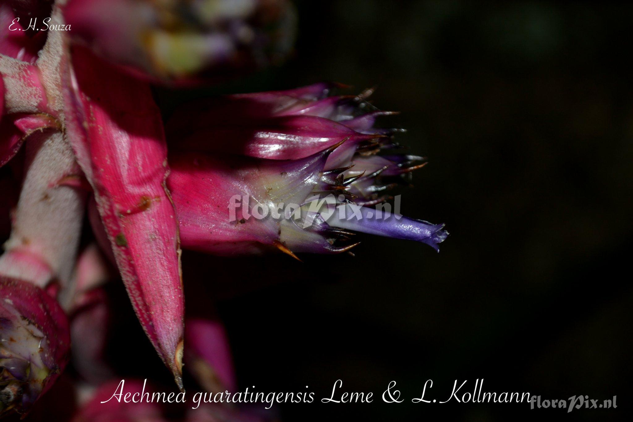 Aechmea guaratingensis