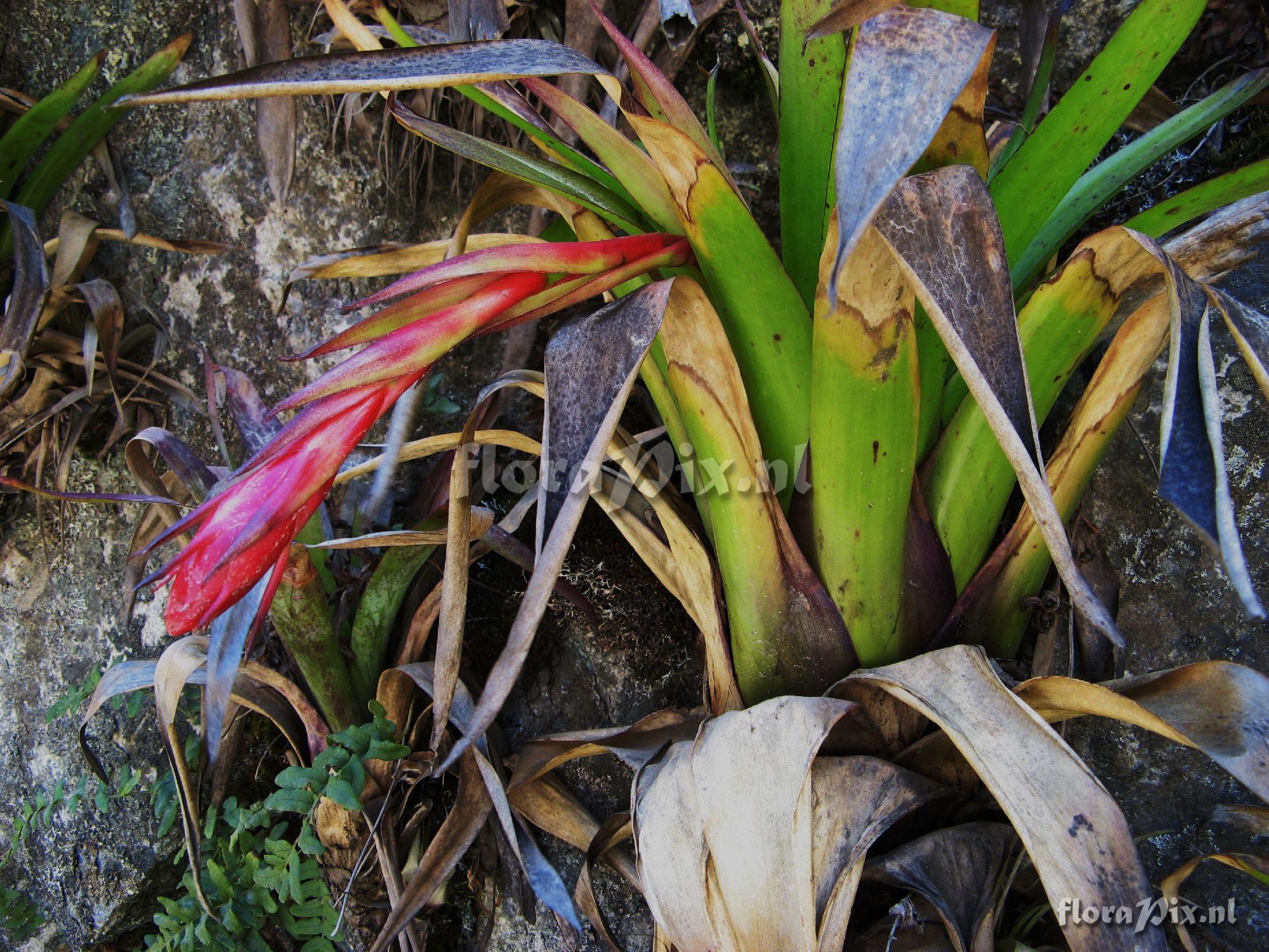 Bromeliaceae 