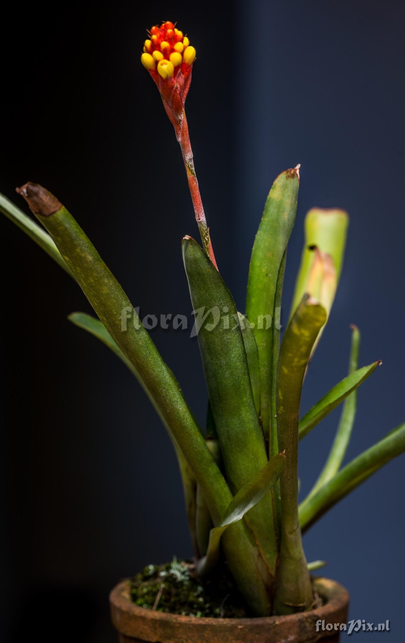 Aechmea kleinii