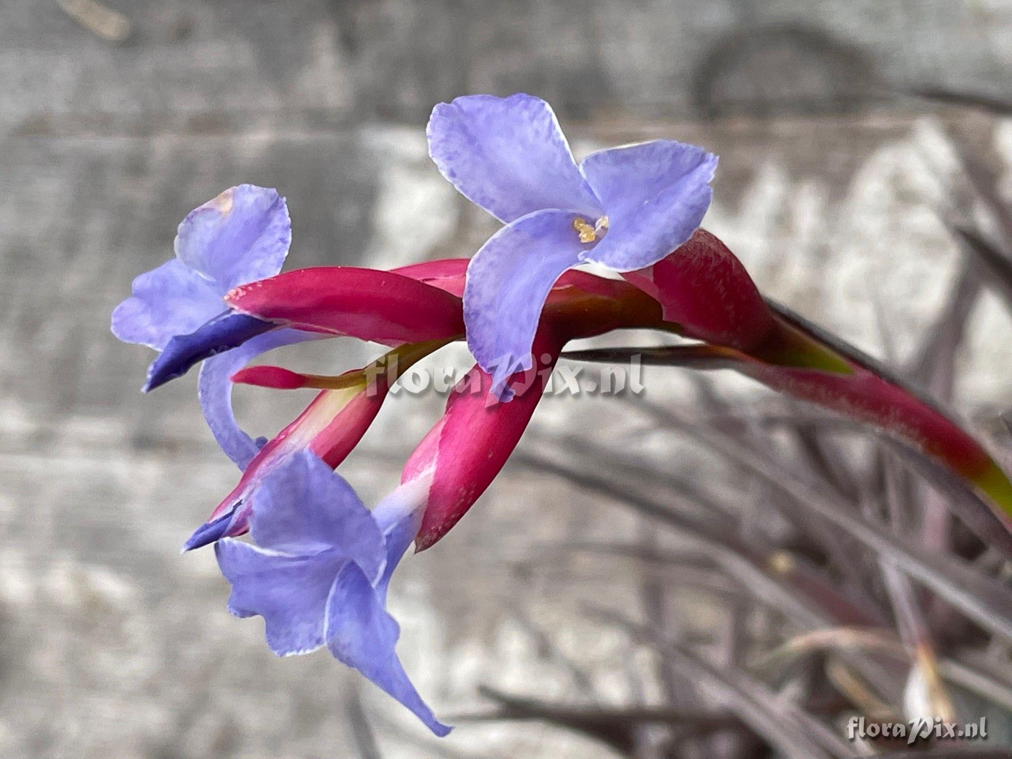 Tillandsia jonesii