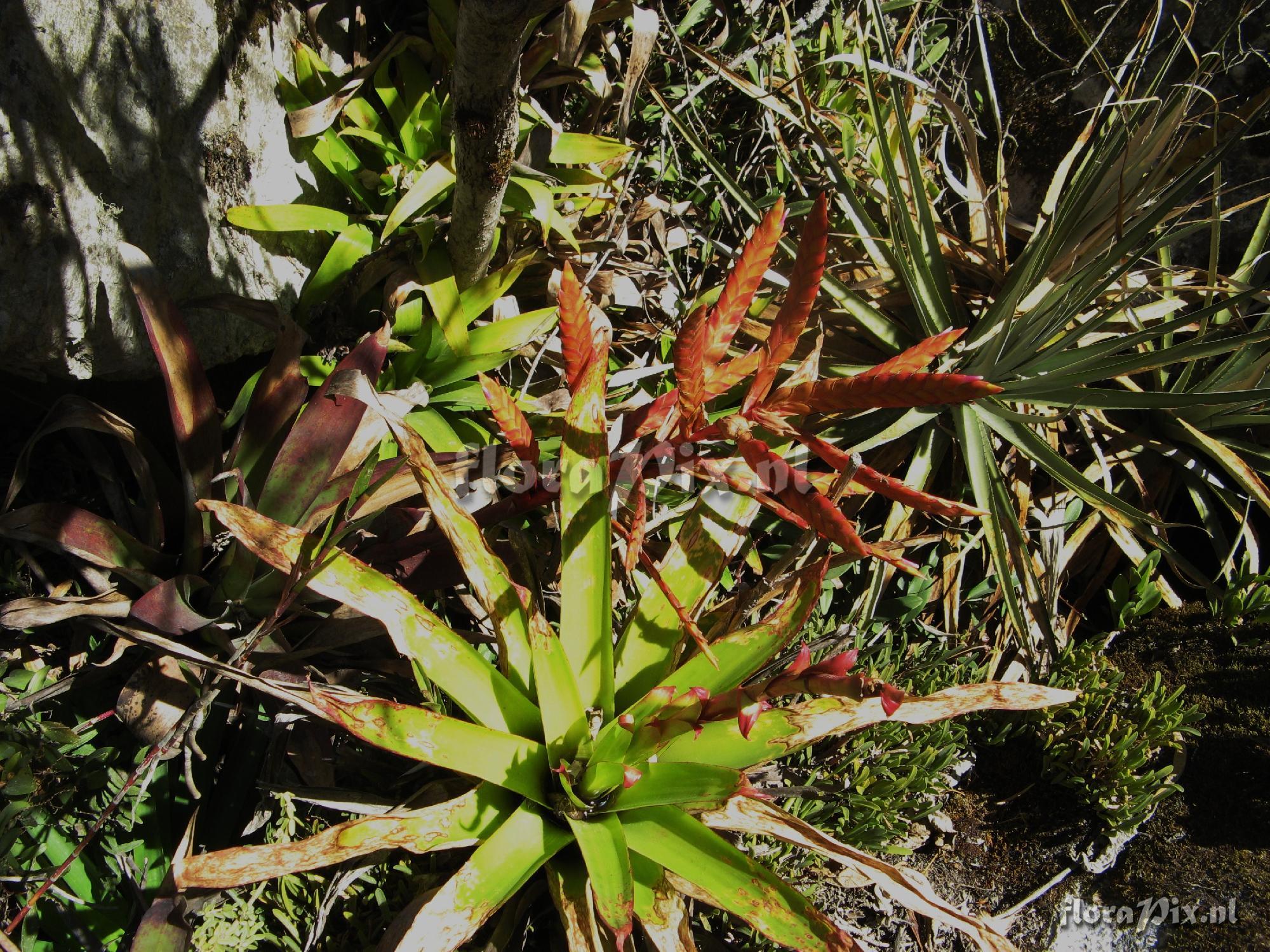 Bromeliaceae 