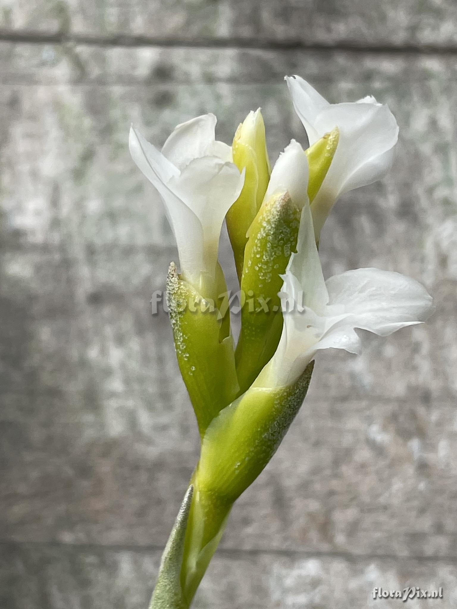 Tillandsia burlemarxii