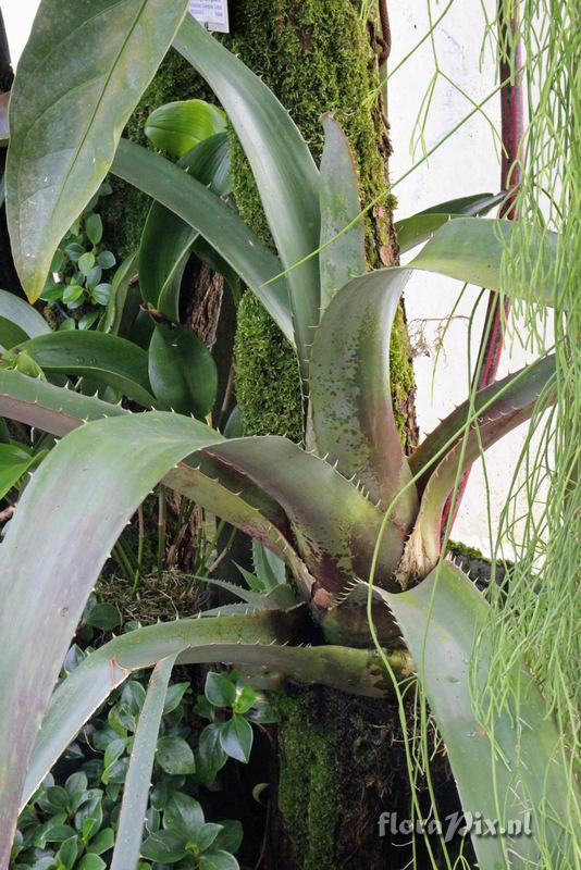 Aechmea bracteata