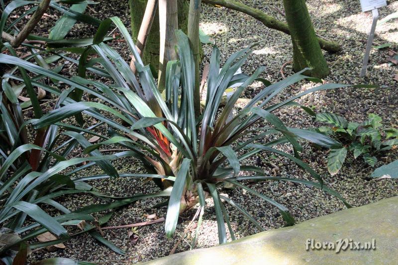 Aechmea weilbachii forma leodiensis