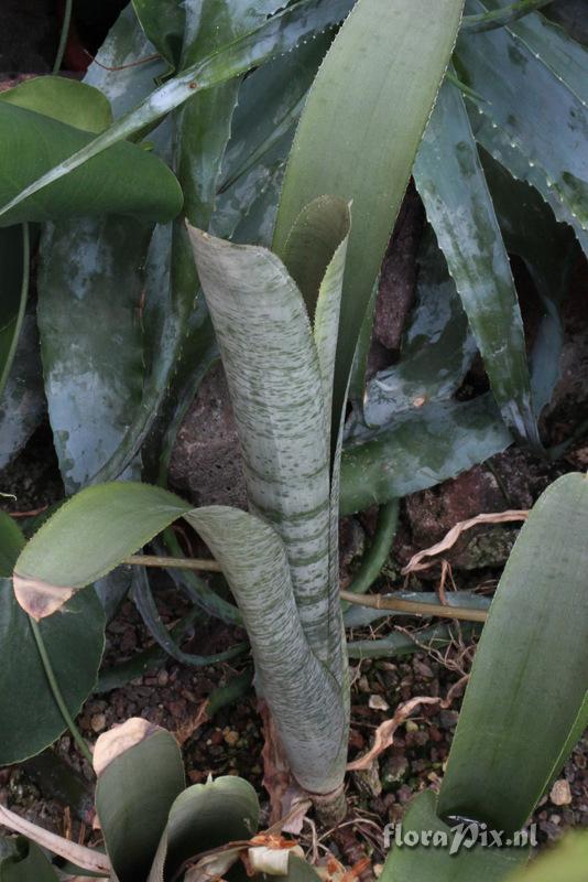 Billbergia reichardtii