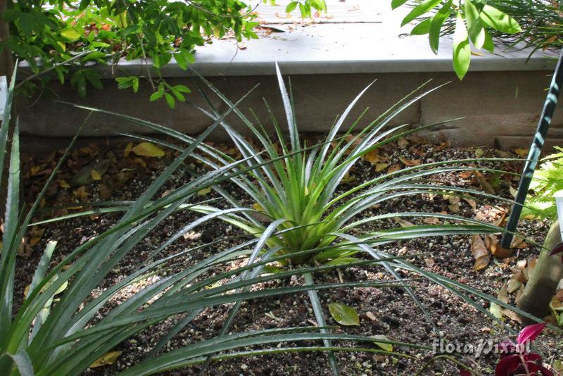 Bromelia humilis