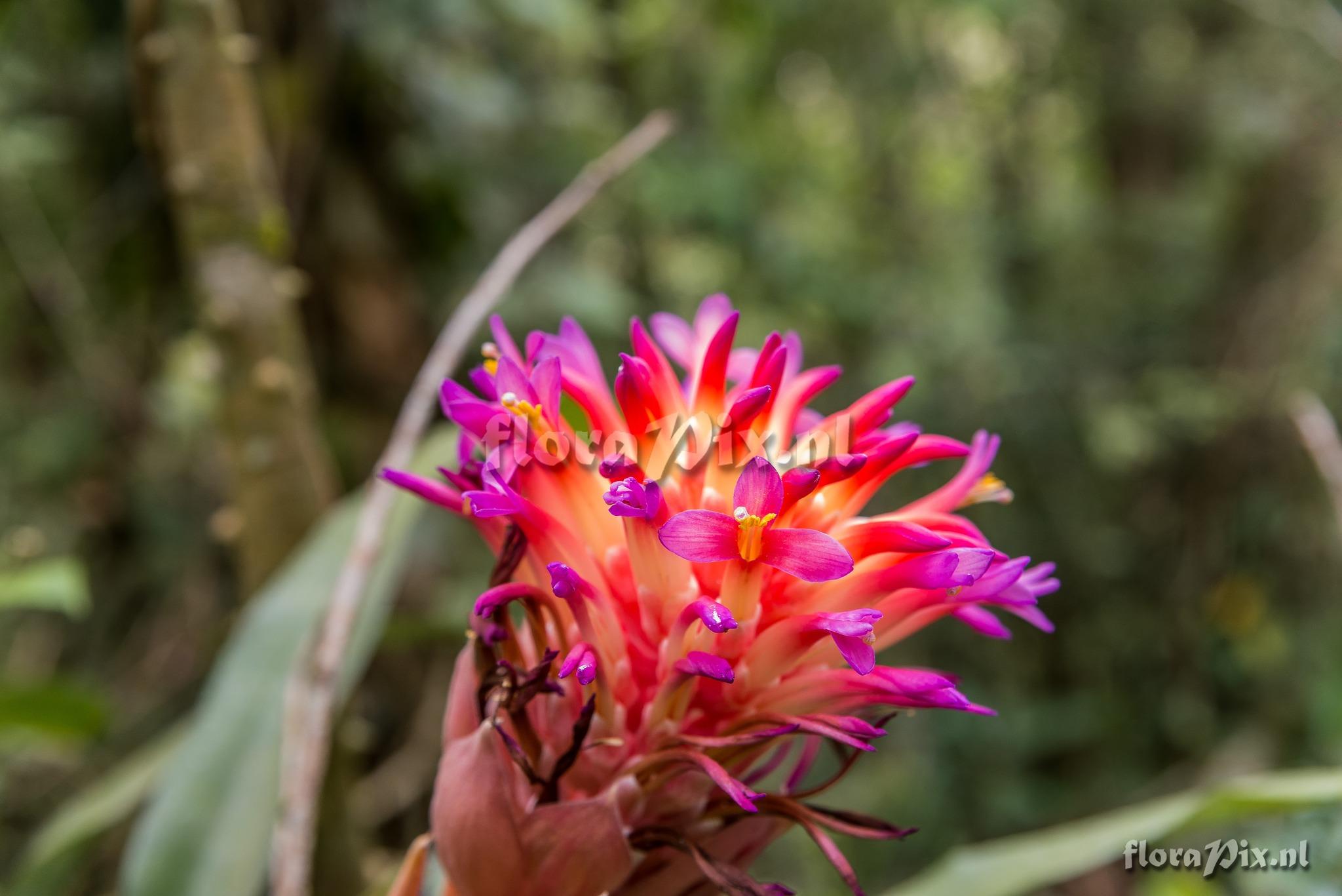 Billbergia euphemiae