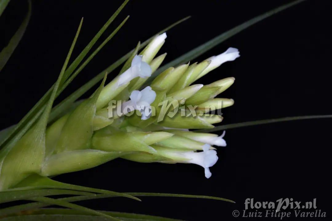 Tillandsia geminiflora