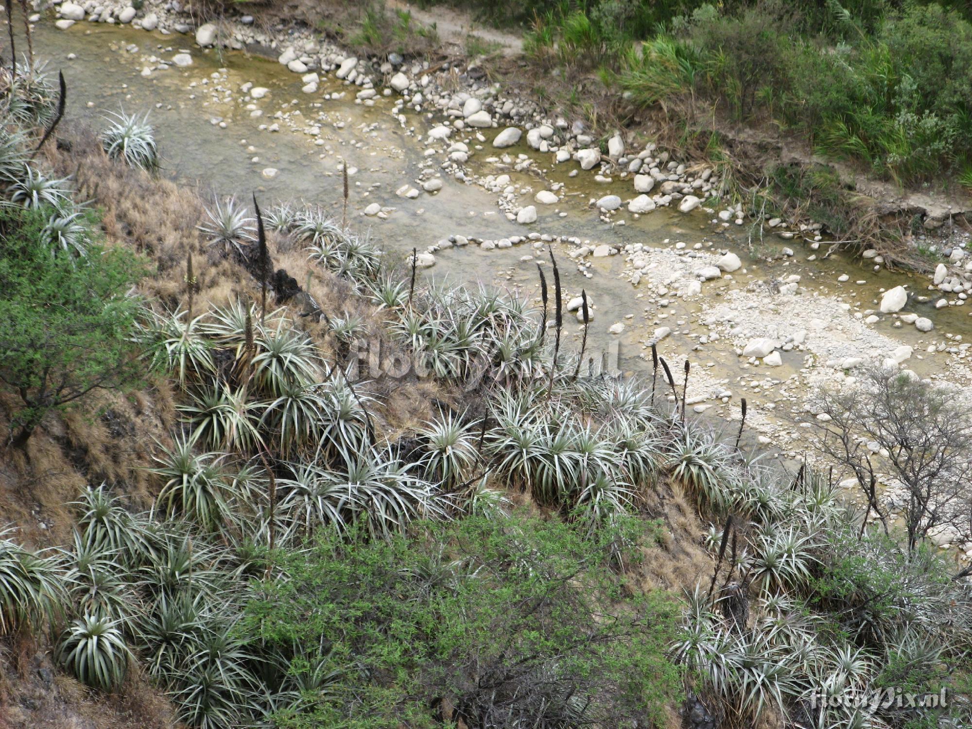 Puya 