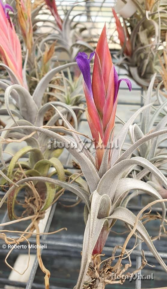 Tillandsia hegeri