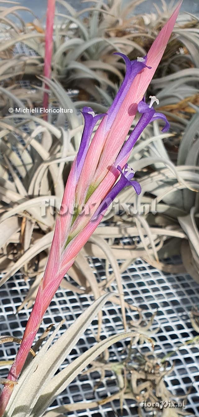 Tillandsia zecheri