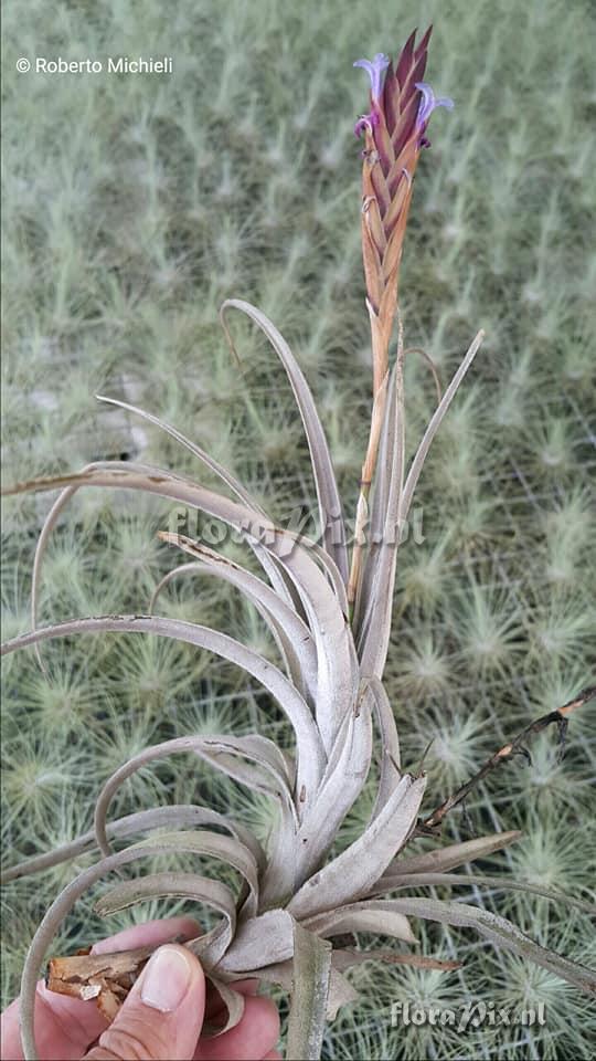 Tillandsia koehresiana