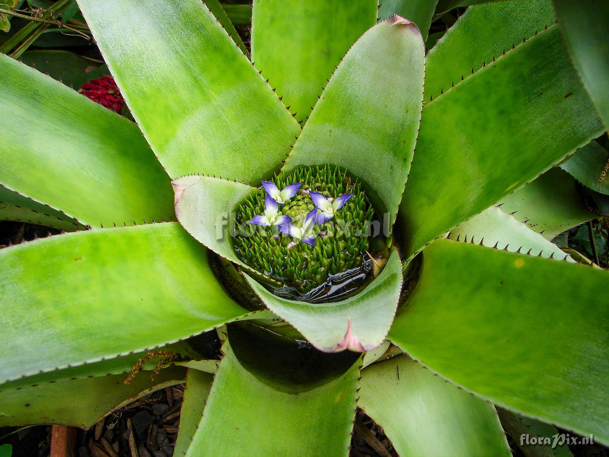 Neoregelia insulana