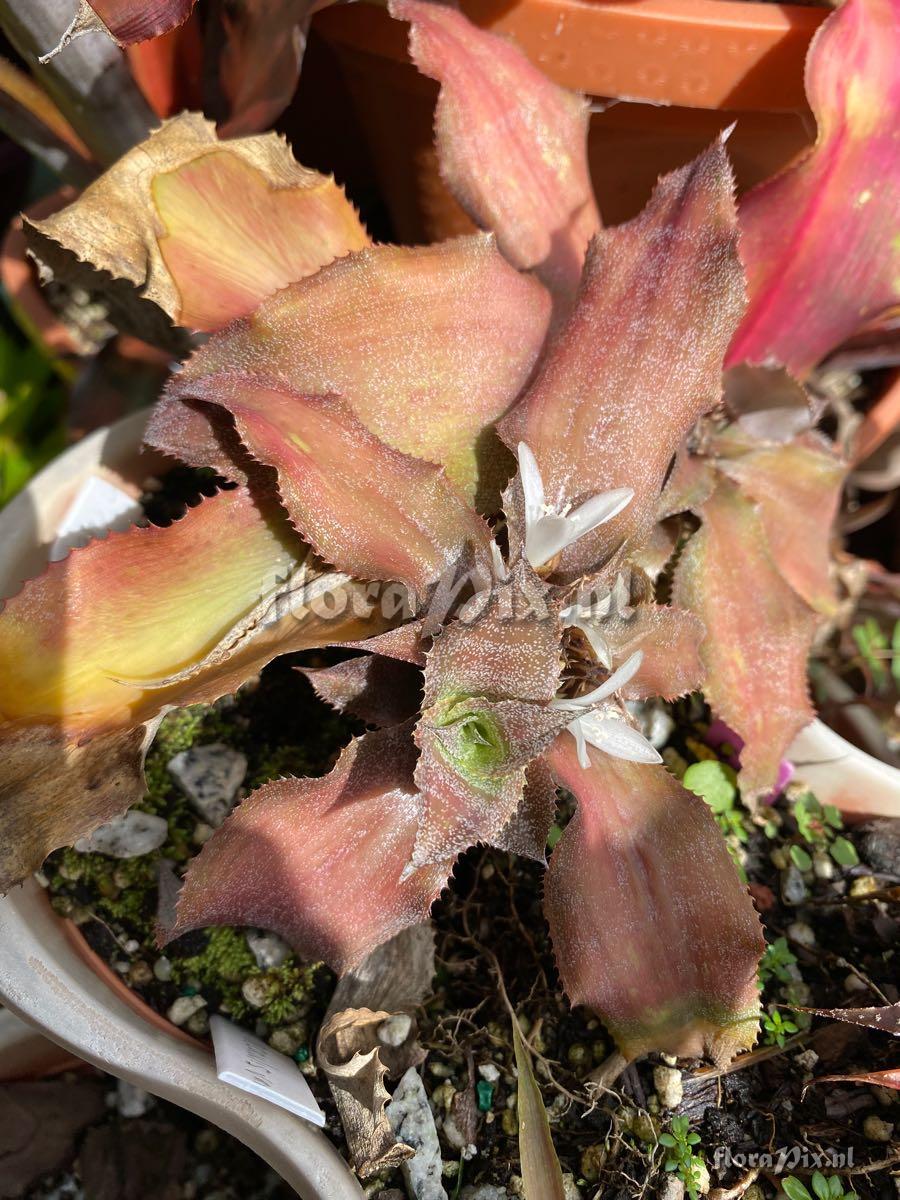 Cryptanthus acaulis var. ruber