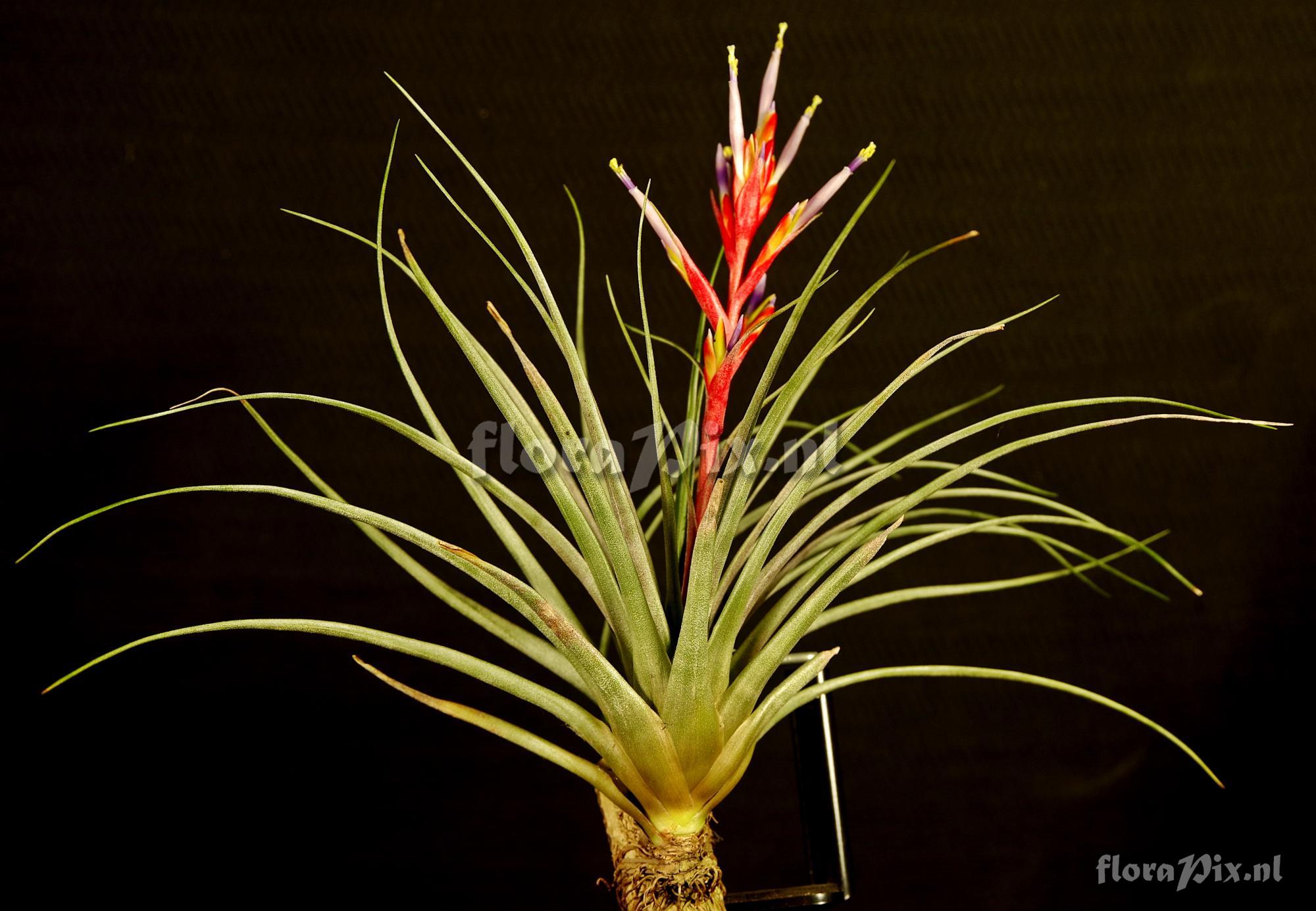 Tillandsia canescens