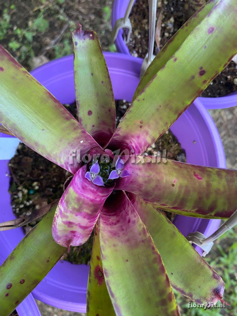 Neoregelia tristis