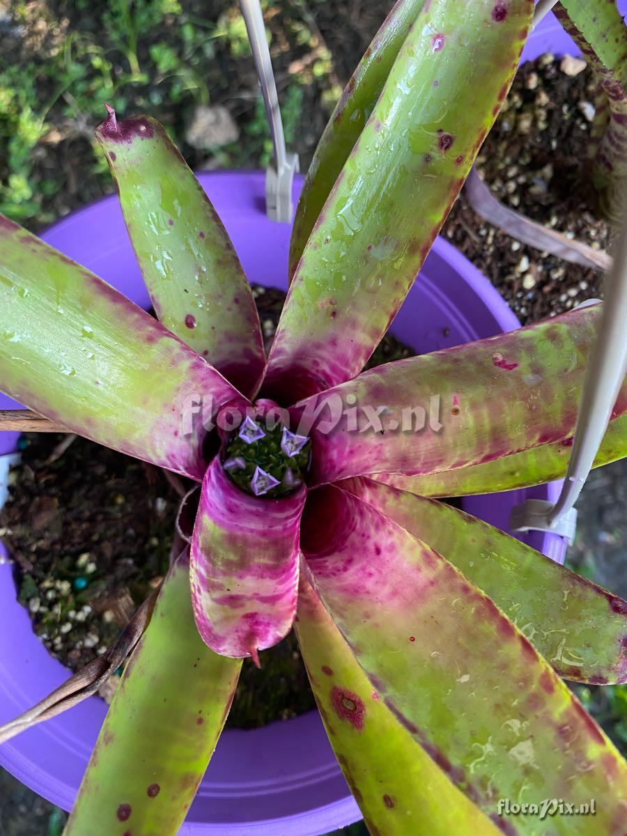 Neoregelia tristis