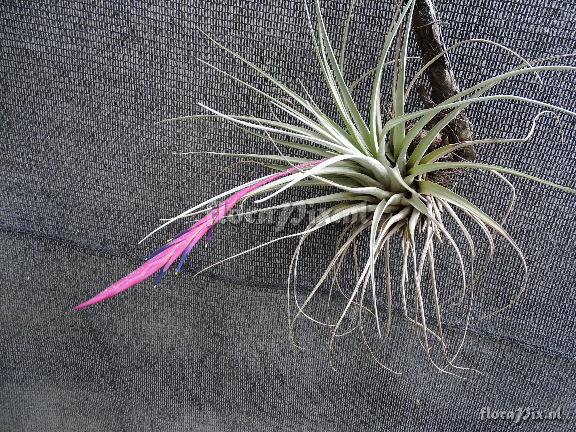 Tillandsia andreettae