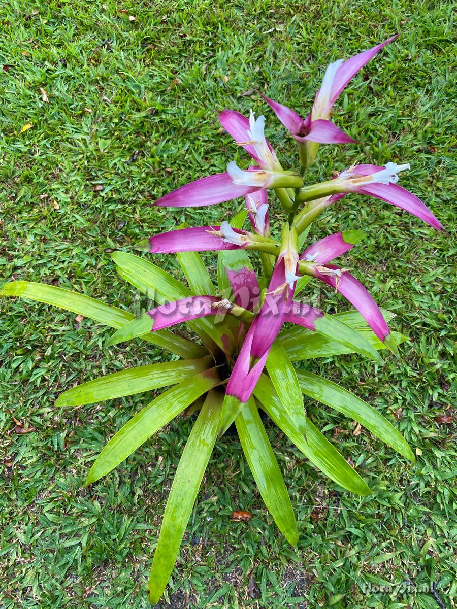 Guzmania wittmackii