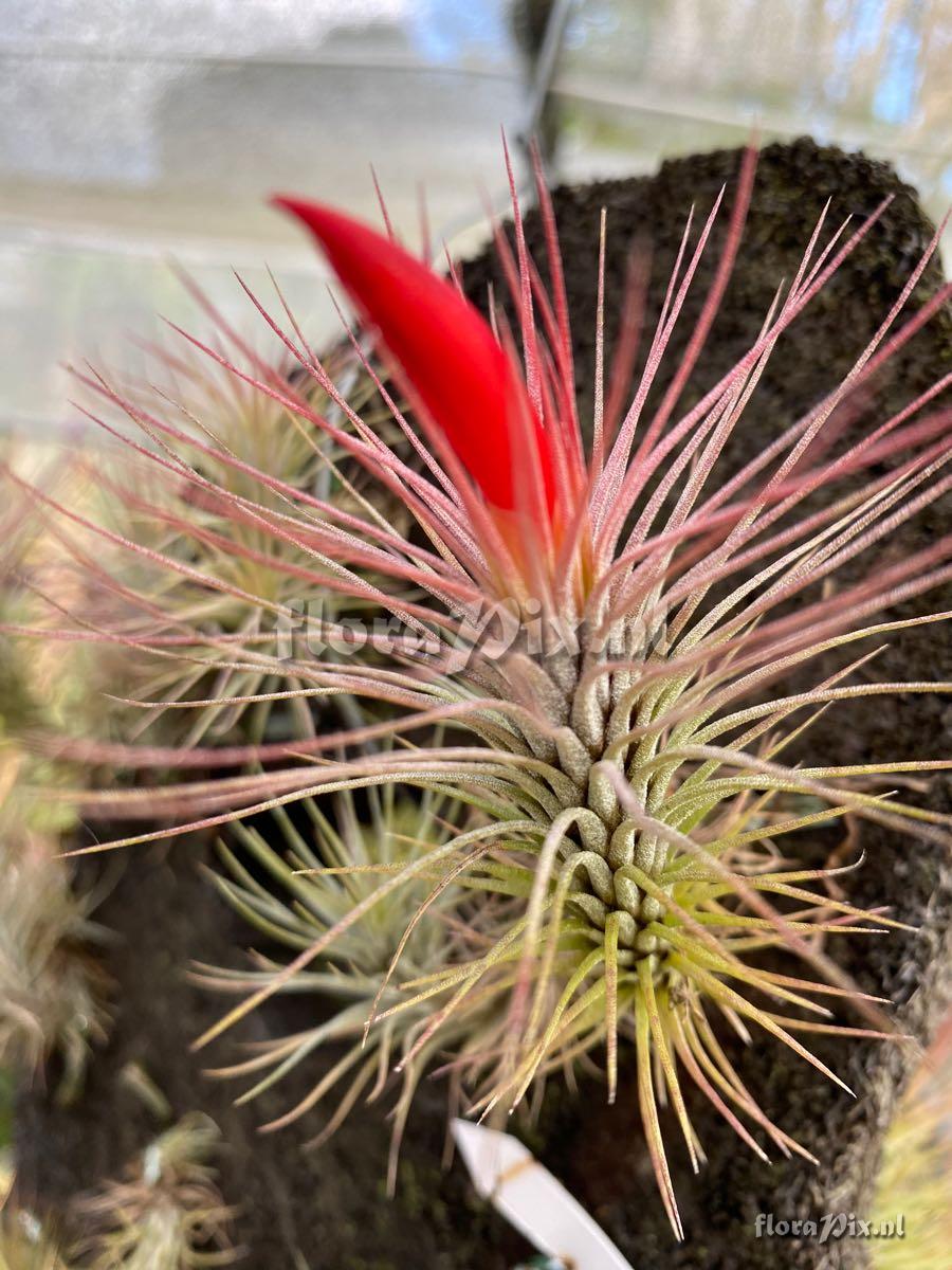 Tillandsia funckiana