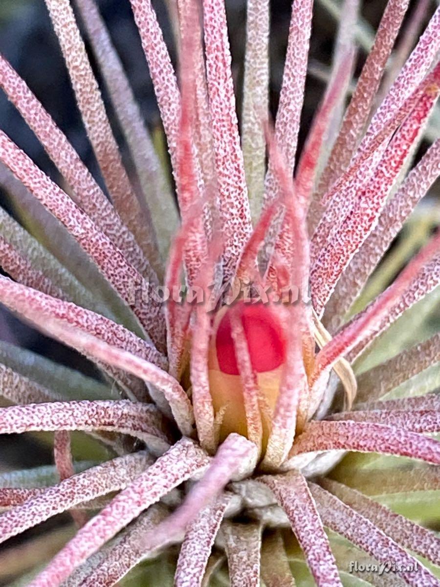 Tillandsia funckiana