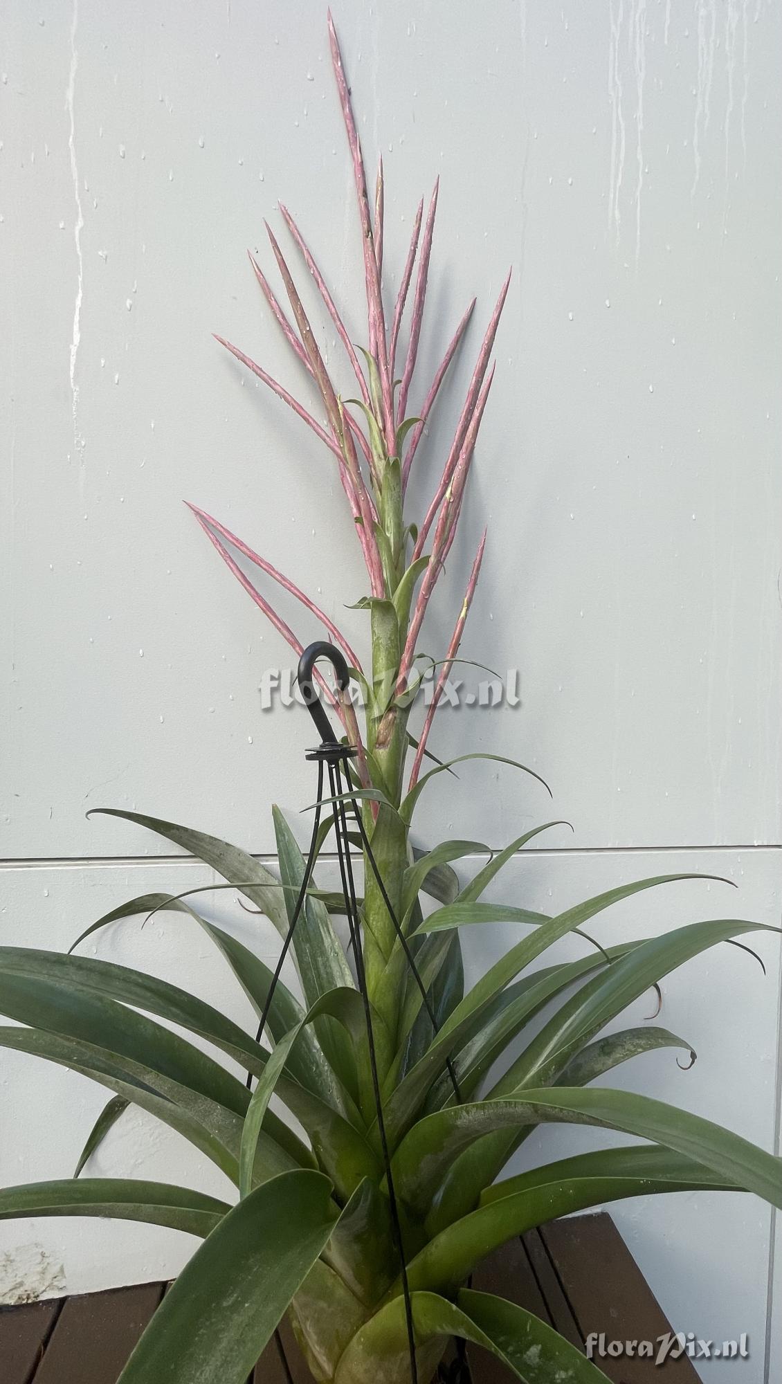 Tillandsia zacualpanensis