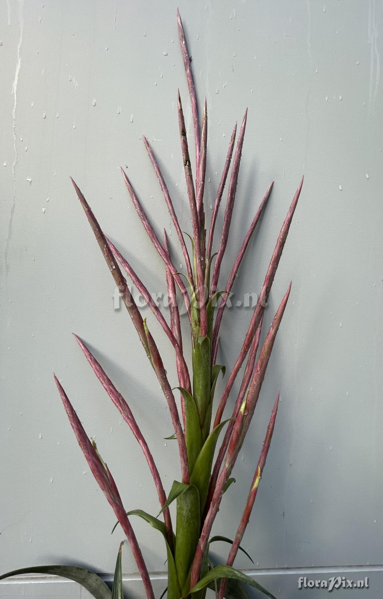 Tillandsia zacualpanensis