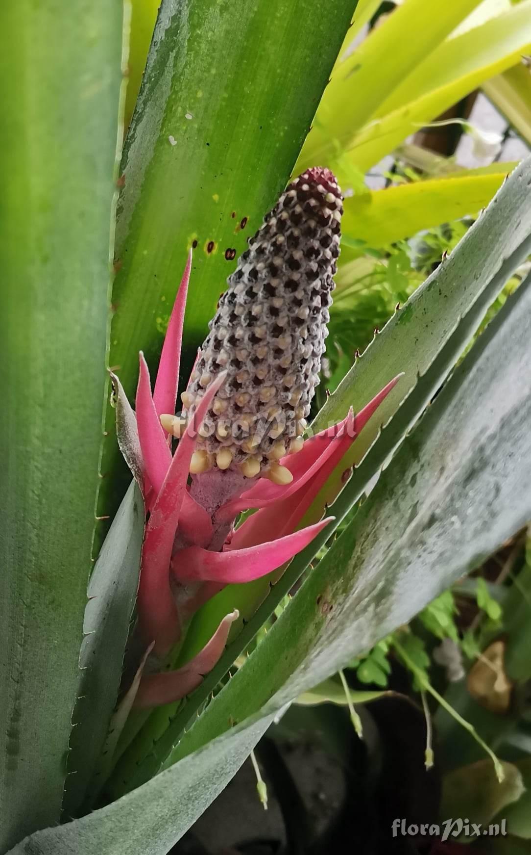 Aechmea bromeliifolia