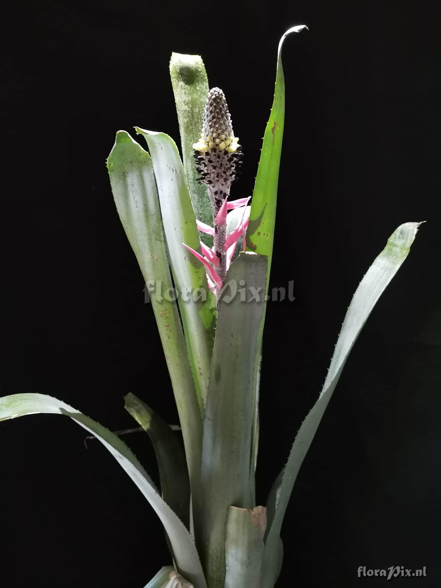 Aechmea bromeliifolia