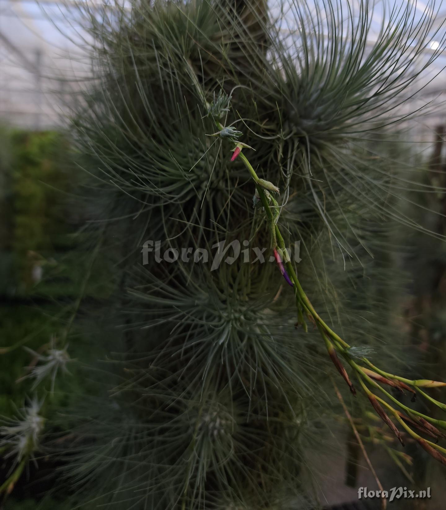 Tillandsia fuchsii forma gracilis