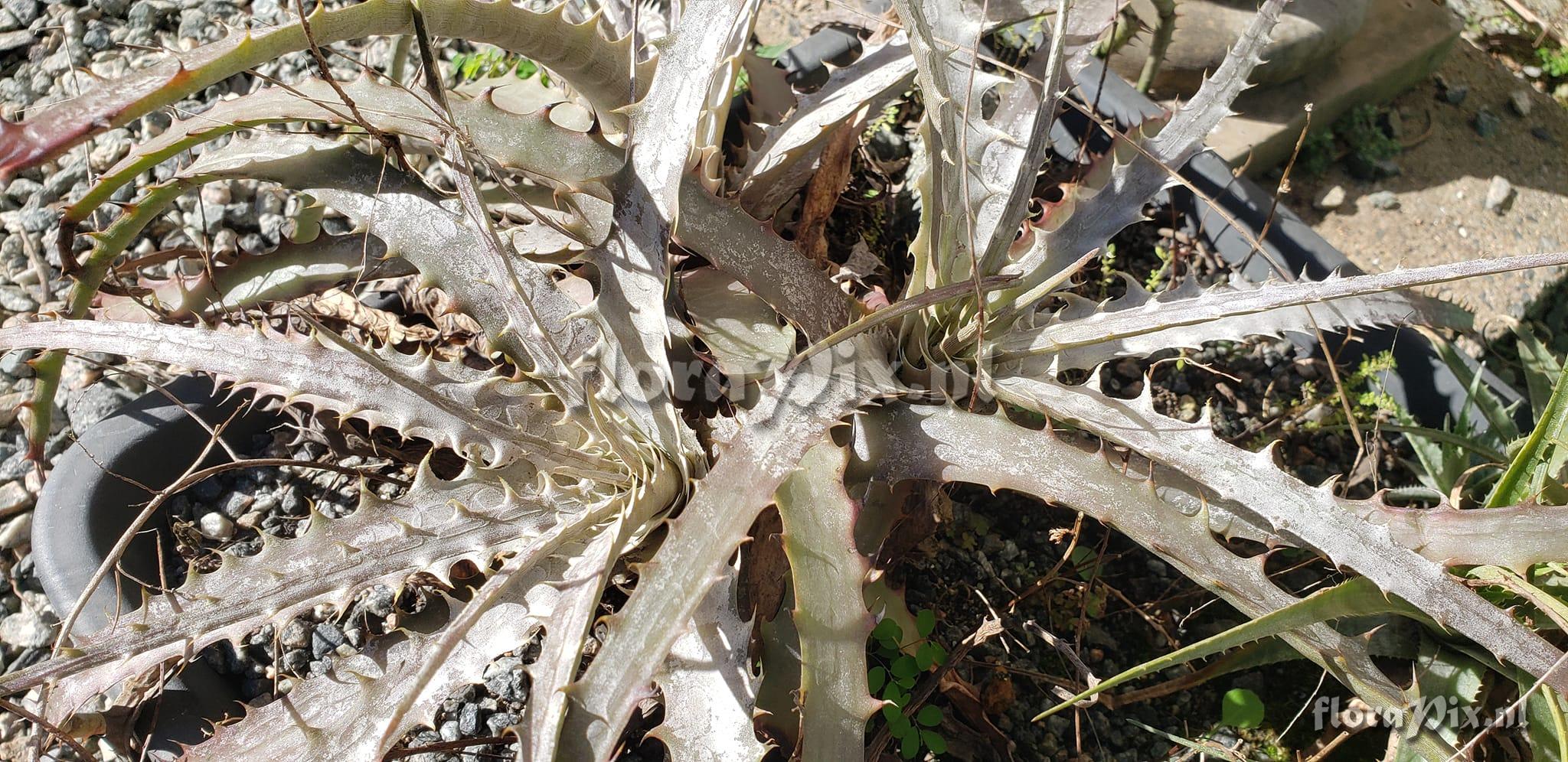 Encholirium nibertii