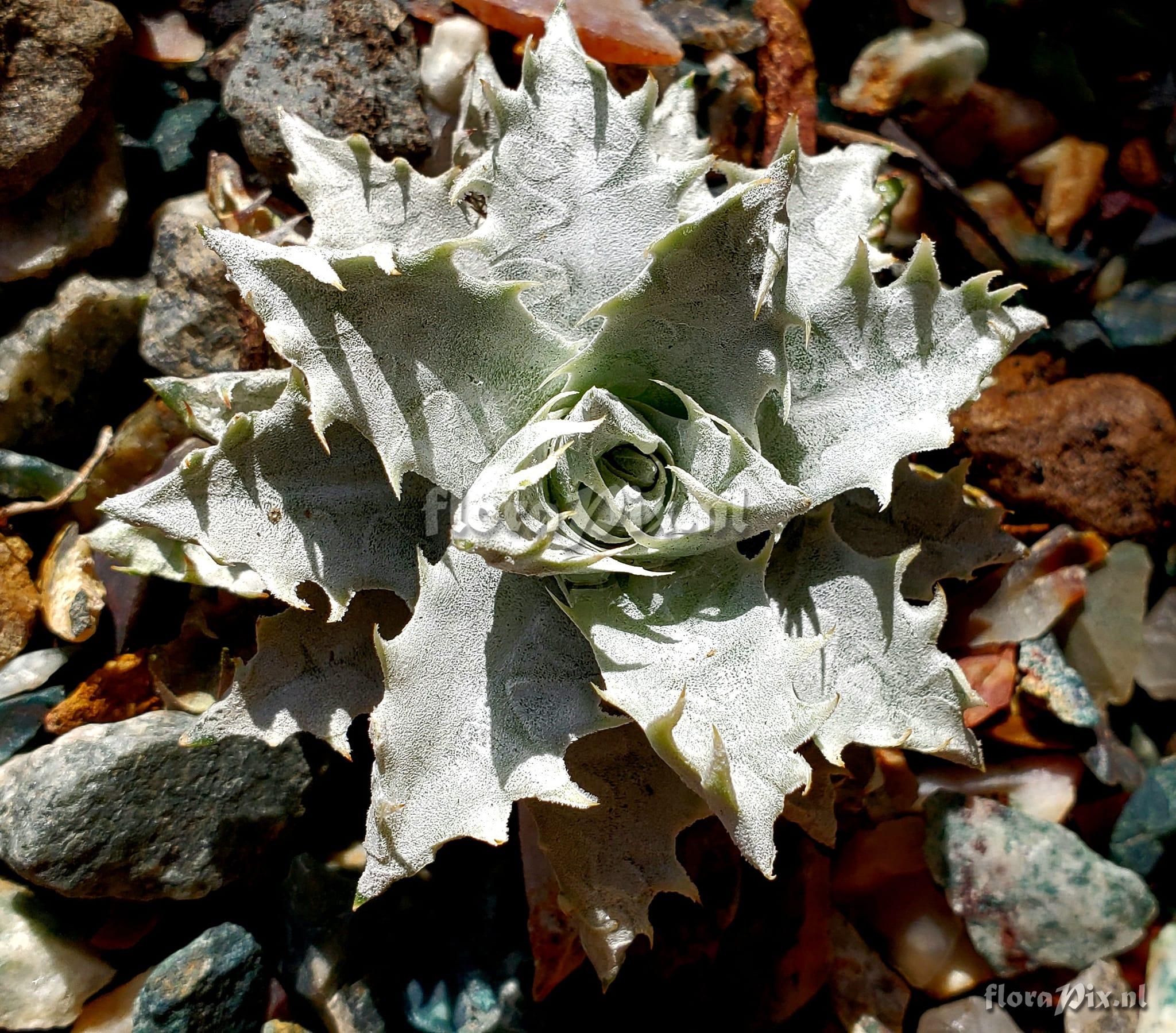 Encholirium agavoides